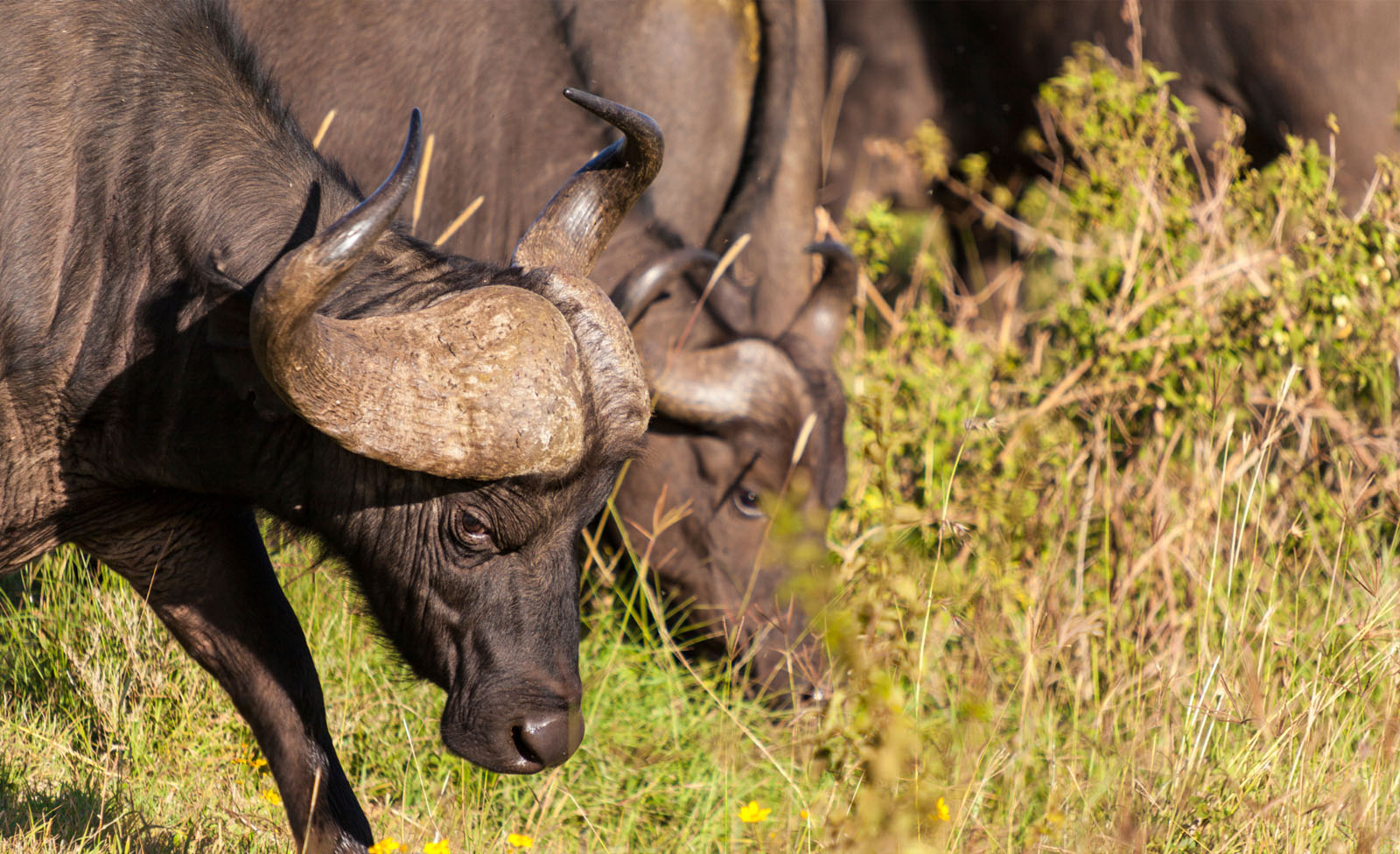 Top Locations to Film Cape Buffaloes in Uganda