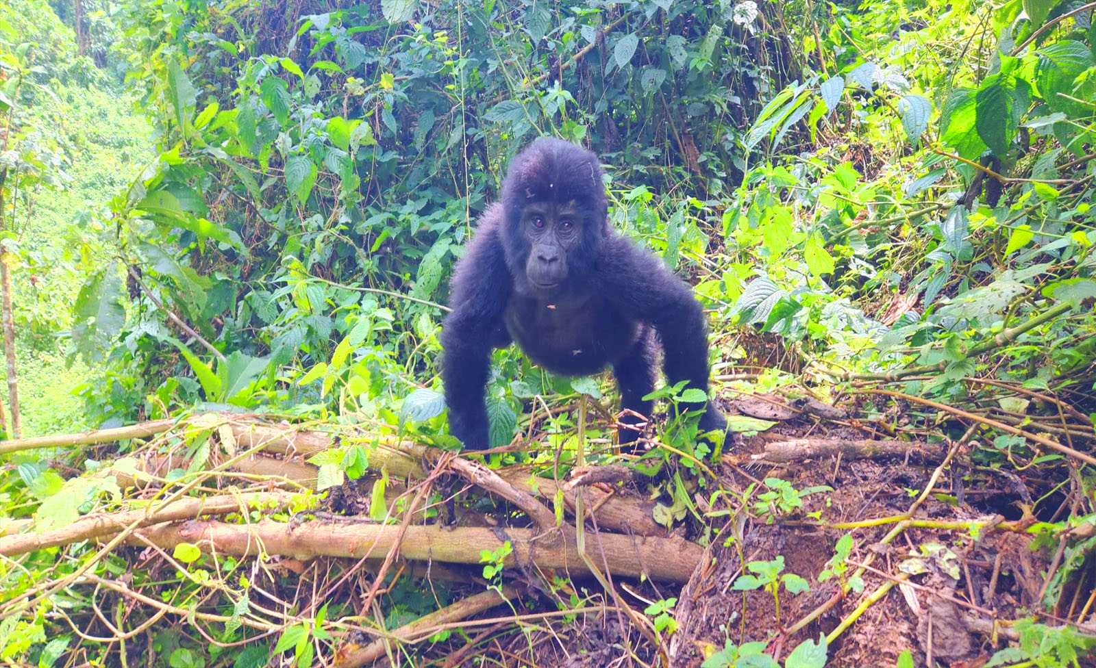 Is Gorilla Trekking Dangerous