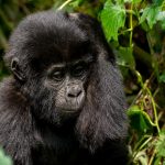 A three-day Uganda double gorilla trekking safari from Kigali A three-day Uganda double gorilla trekking safari from Kigali