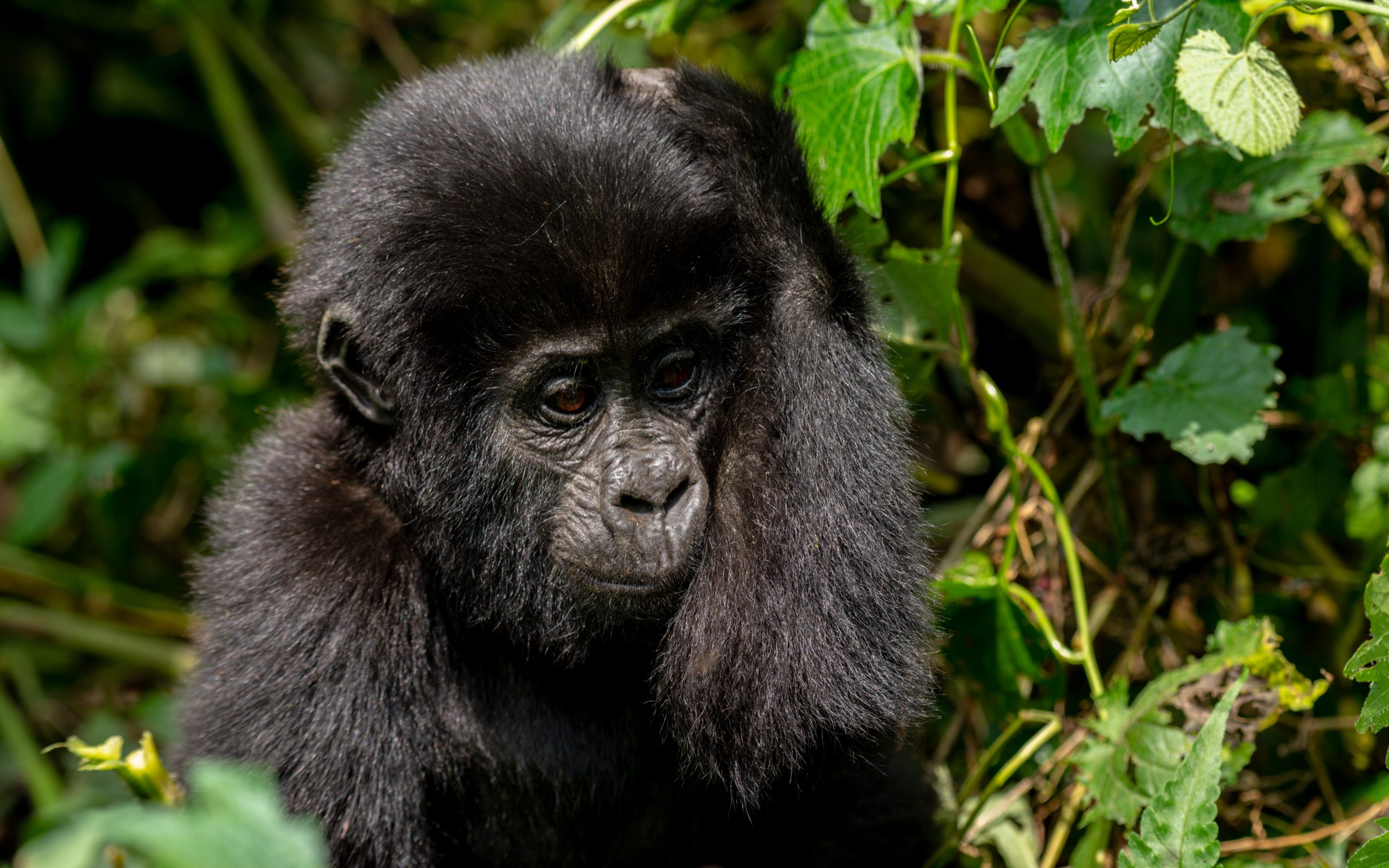 Combining gorilla trekking in Rwanda with guided village walks