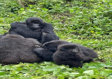 Double Gorilla Trekking in Bwindi Impenetrable Forest