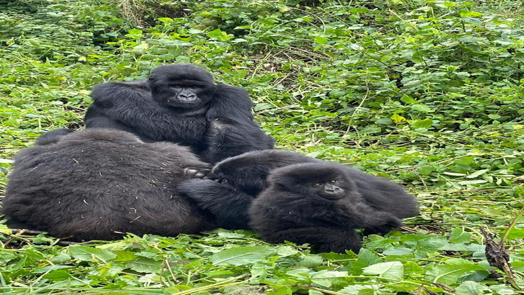 Gorilla Trekking in Ruhija Region vs. Buhoma Region