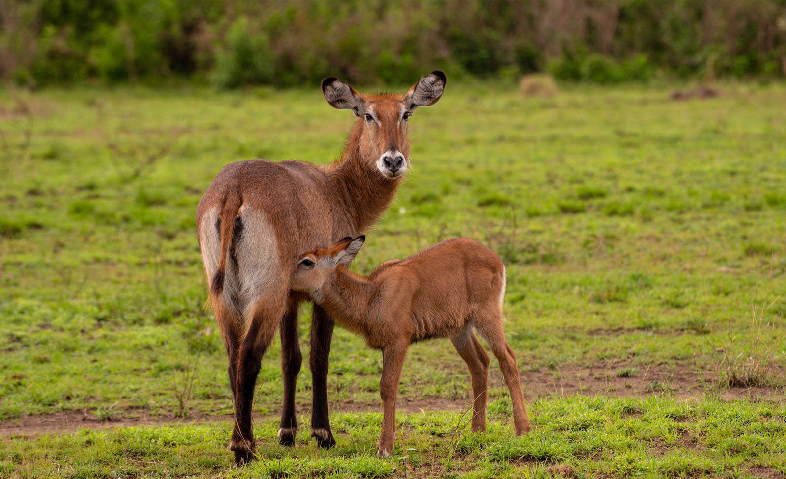 The Surprising Beauty of Uganda’s Wet Season Safaris.