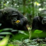 Exploring Kalinzu Forest