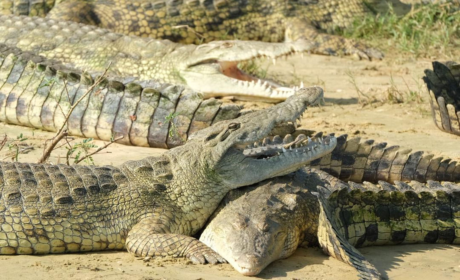 Filming Nile Crocodiles in Murchison Falls National Park