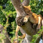 Gorilla trekking combined with the tree-climbing lions of Ishasha Gorilla trekking combined with the tree-climbing lions of Ishasha