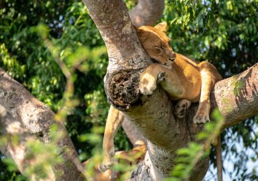 Gorilla trekking combined with the tree-climbing lions of Ishasha