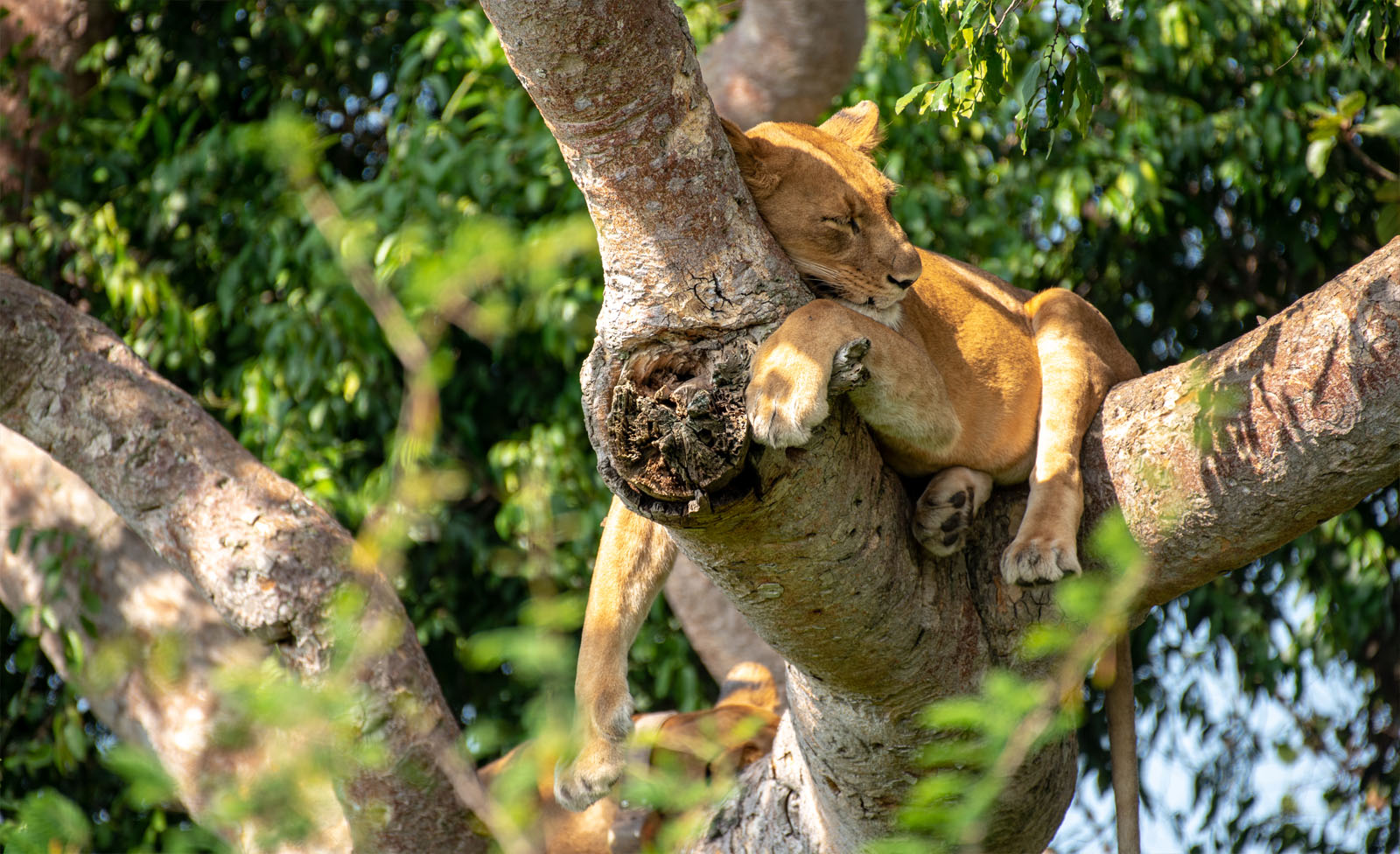 Gorilla trekking combined with the tree-climbing lions of Ishasha