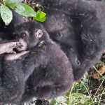Why Gorilla Trekking in Uganda is Cheaper During Low Season