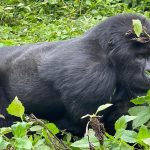 Budget Gorilla Trekking