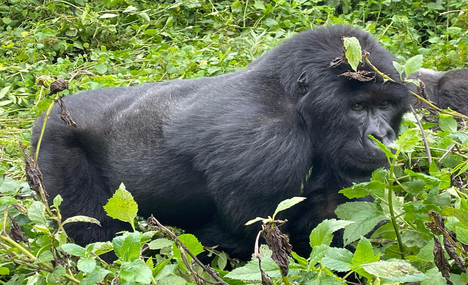 Budget Gorilla Trekking