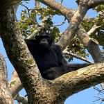 Buraiga Chimpanzee Habituation Experience