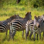 Where to Spot Zebras in Uganda