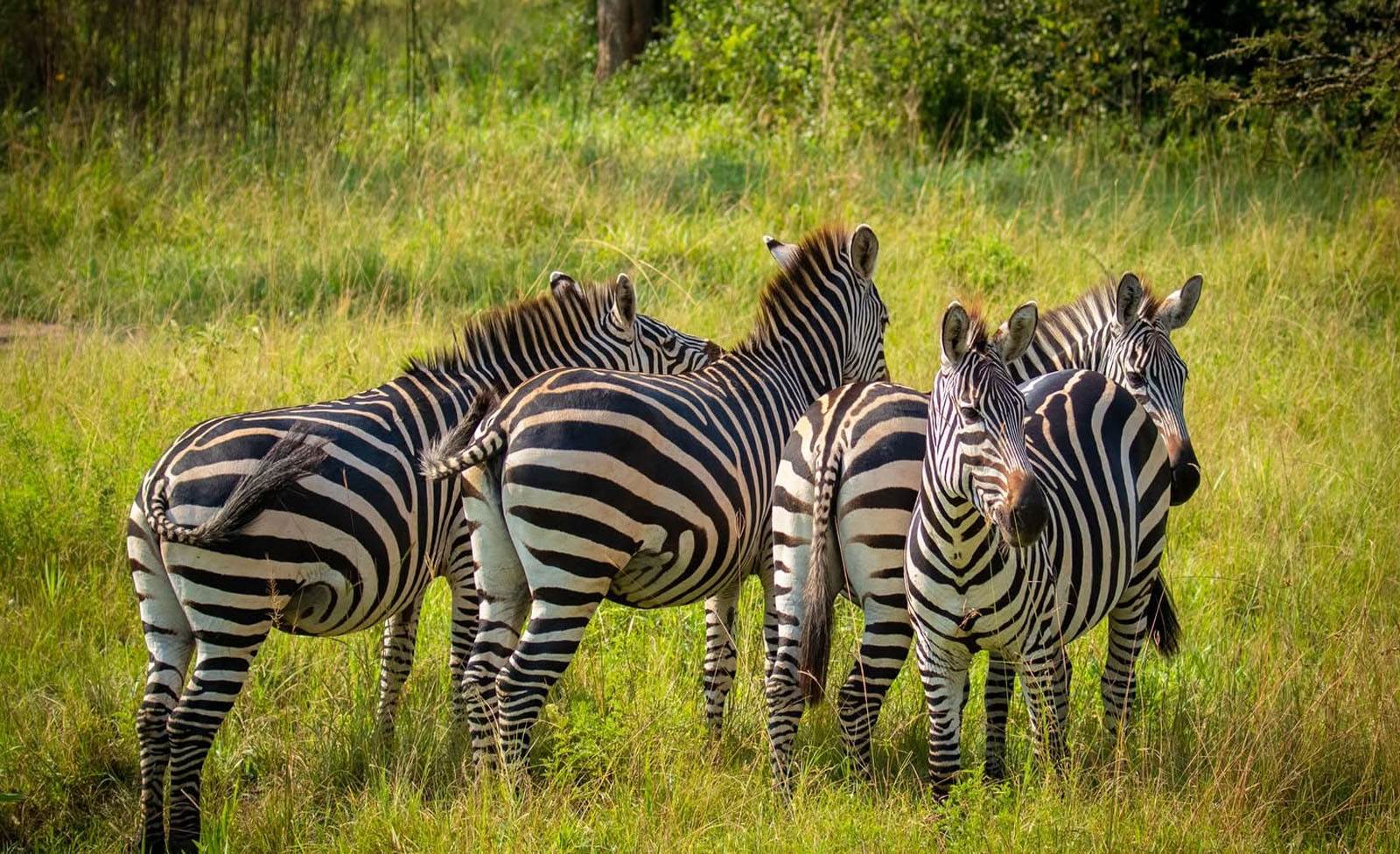Where to Spot Zebras in Uganda