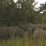 White Rhinos in Ajai wildlife Reserve