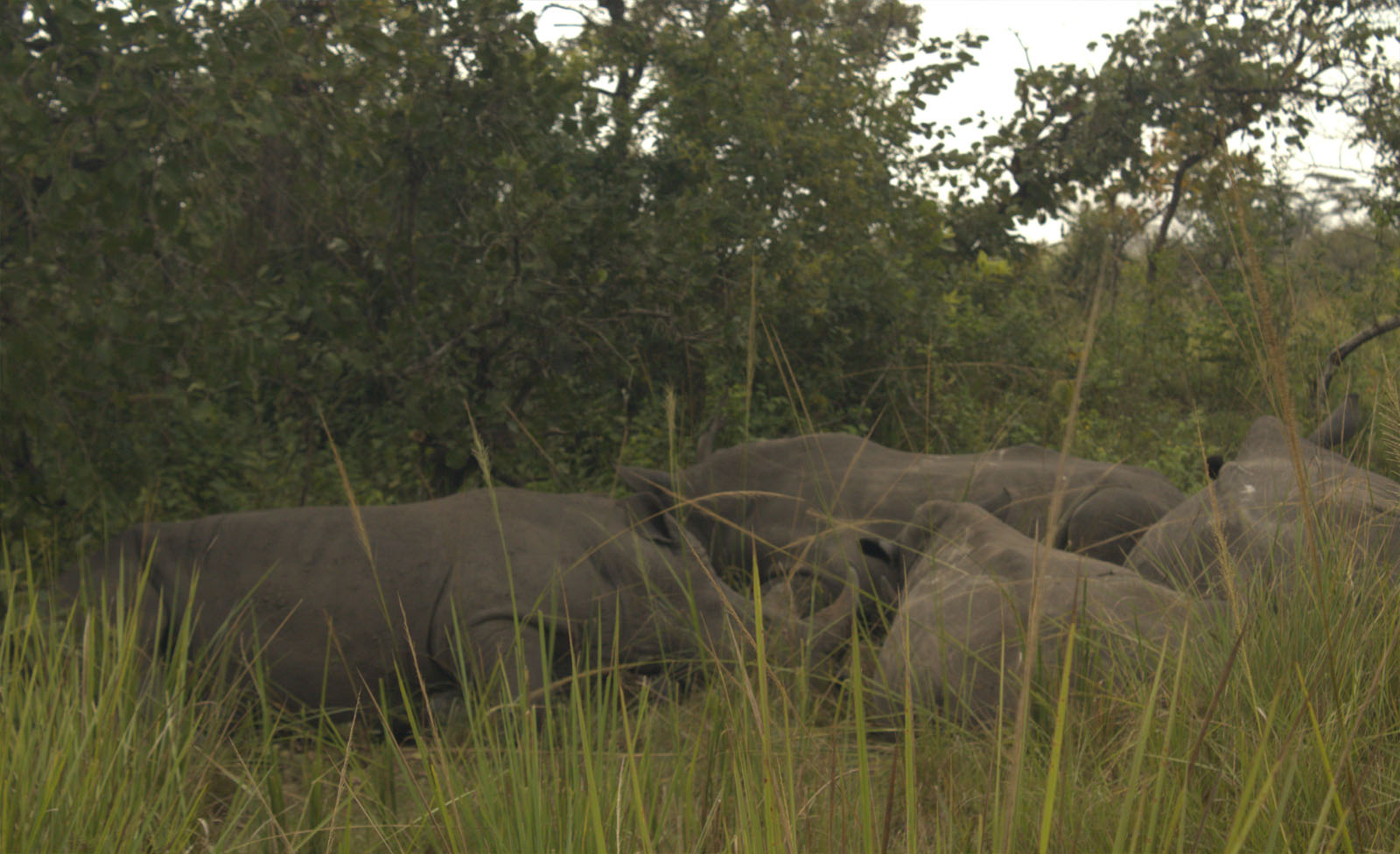 White Rhinos in Ajai wildlife Reserve