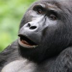 Why Protect Mountain Gorillas and Their Natural Habitats