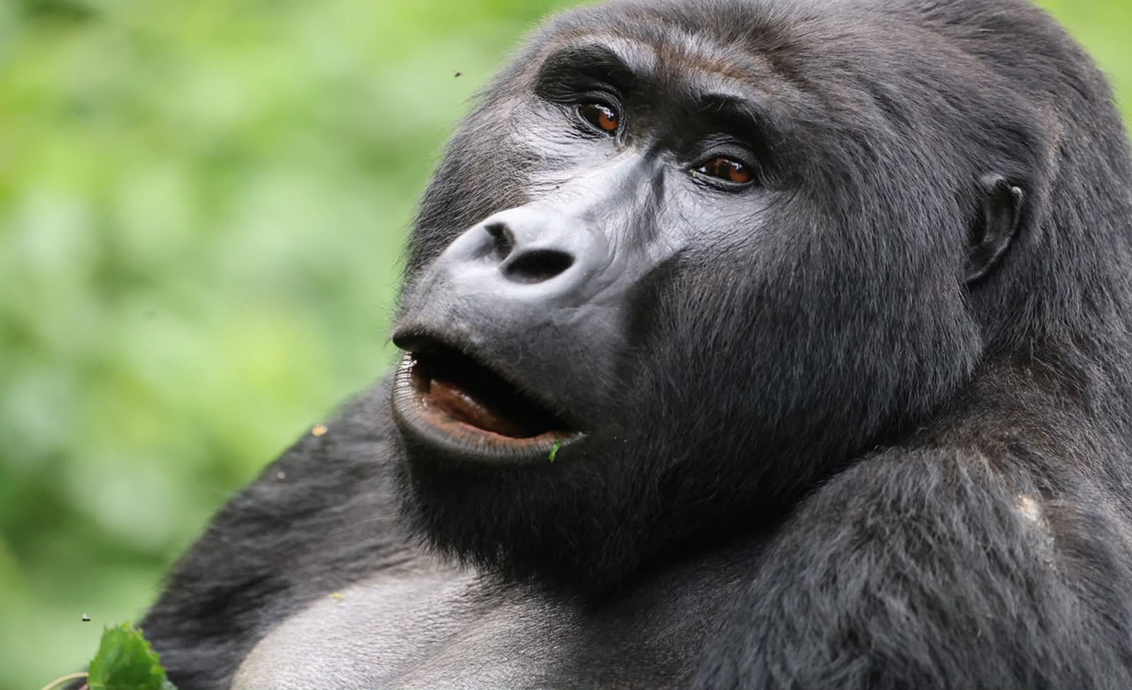Why Protect Mountain Gorillas and Their Natural Habitats