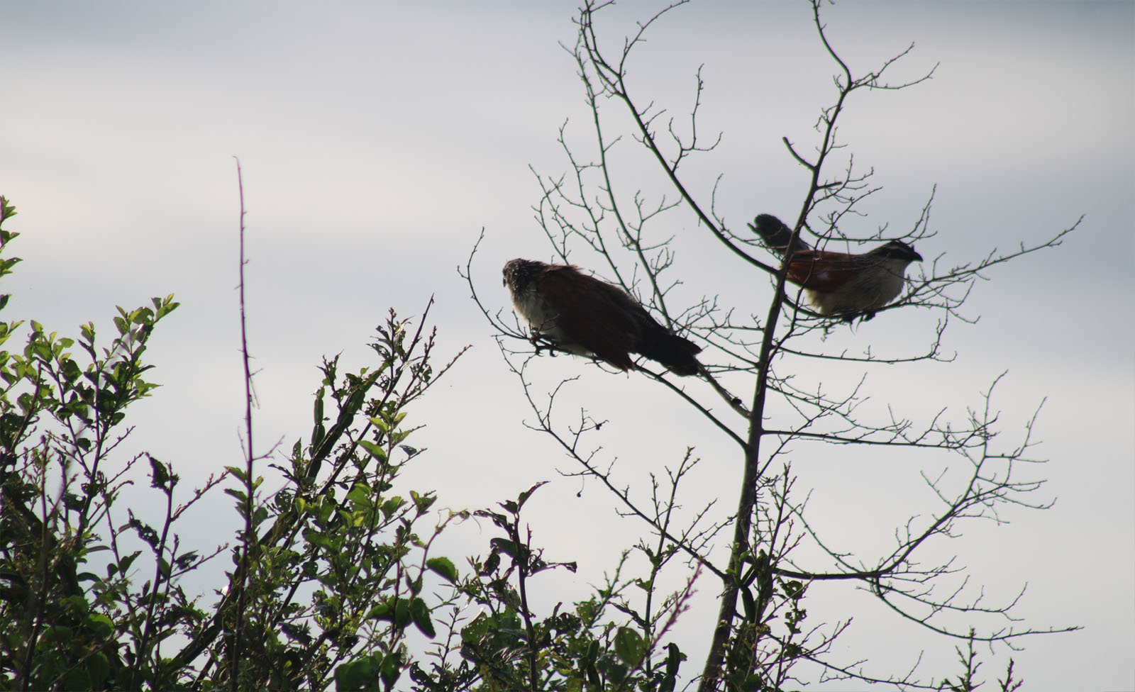 Bird Watching in Kibale