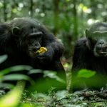 chimpanzee Low Season Gorilla and Chimpanzee Permits in Uganda