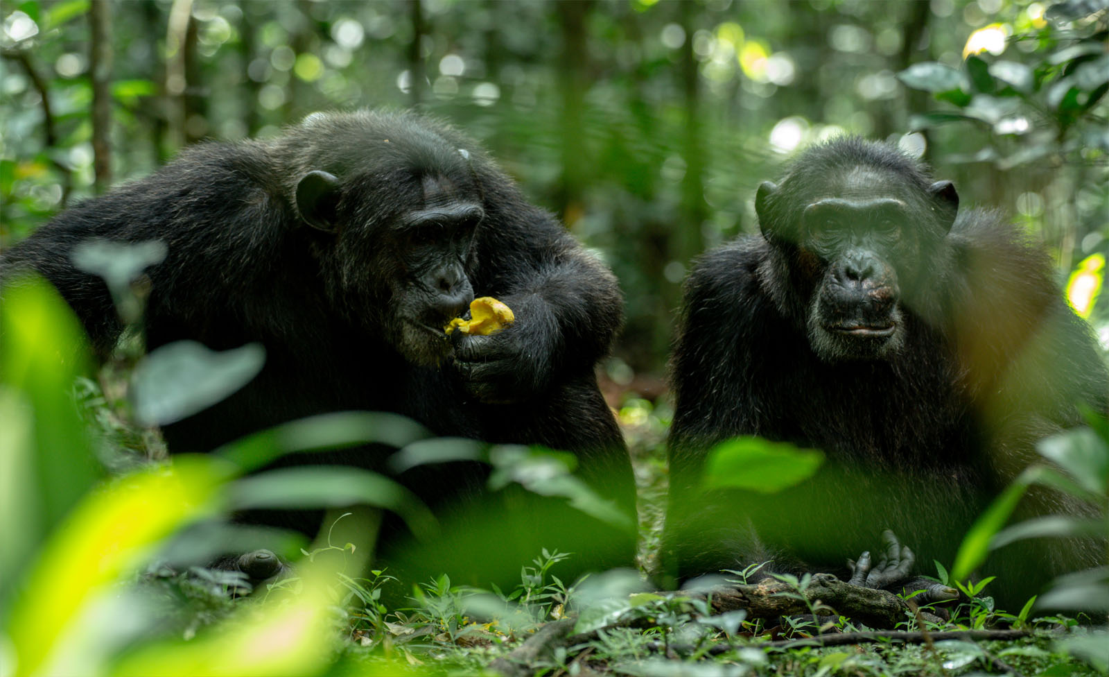 Low Season Gorilla and Chimpanzee Permits in Uganda