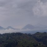 Gorilla Trekking
