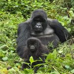 Is Gorilla Trekking in Uganda Worth the Cost?