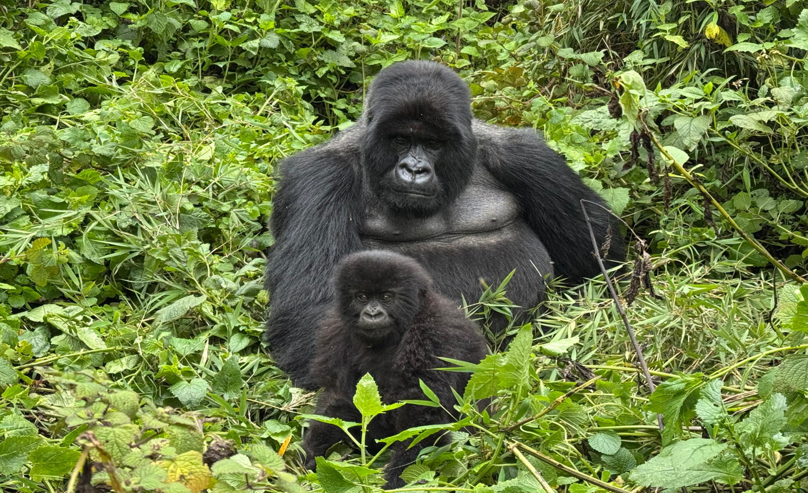 How Difficult Is Gorilla Trekking in Uganda?