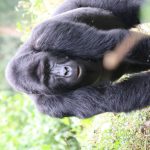 15 Annoying Things About Gorilla Trekking 15 Annoying Things About Gorilla Trekking