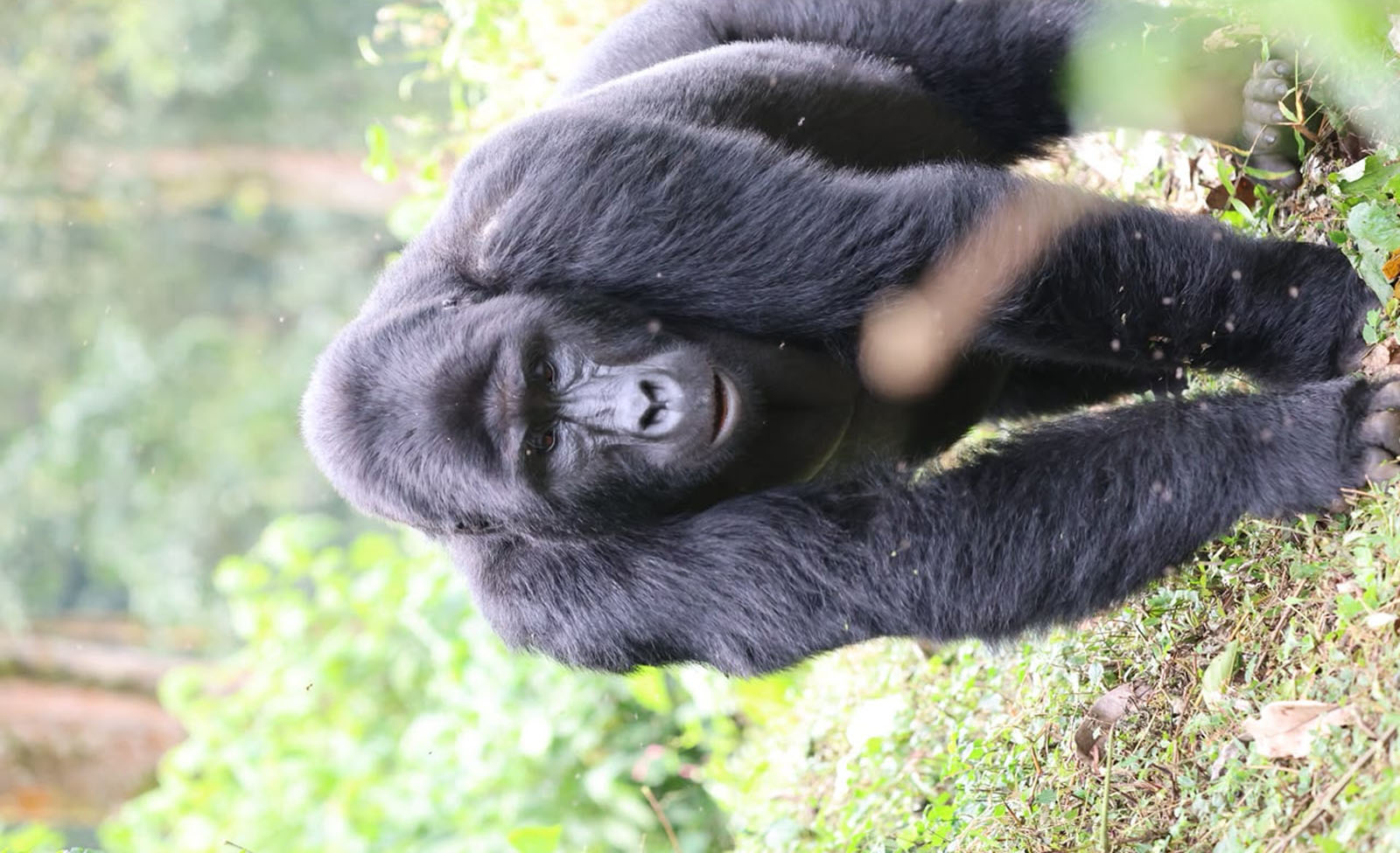 15 Annoying Things About Gorilla Trekking