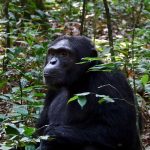 Attractions in Kibale National Park Attractions in Kibale National Park