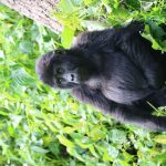 Extra Gorilla Trekking Permits