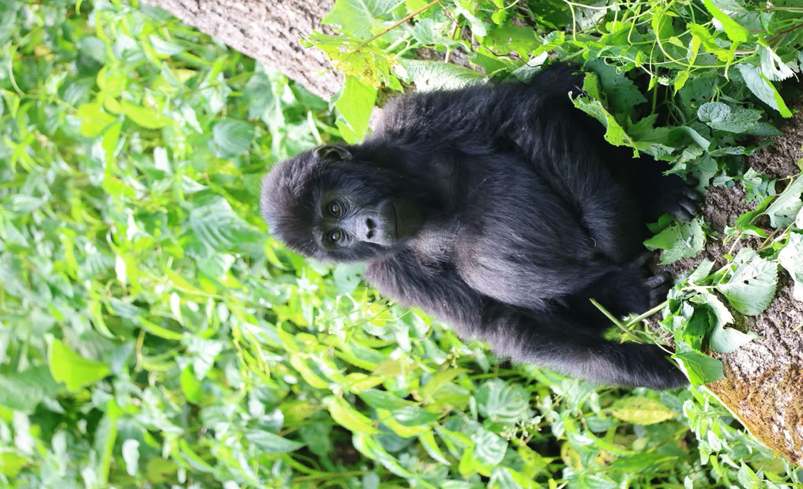 Extra Gorilla Trekking Permits