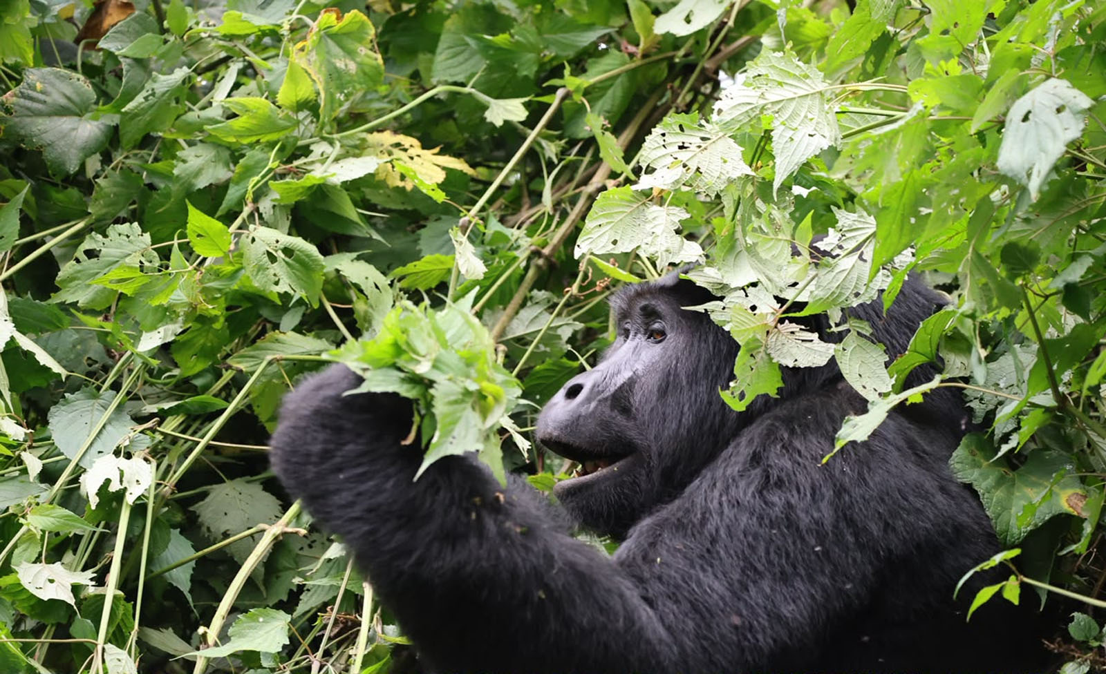 Gorilla and Chimpanzee Trekking Combo