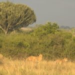 Queen Elizabeth National Park Safari Guide (2026 -2027)