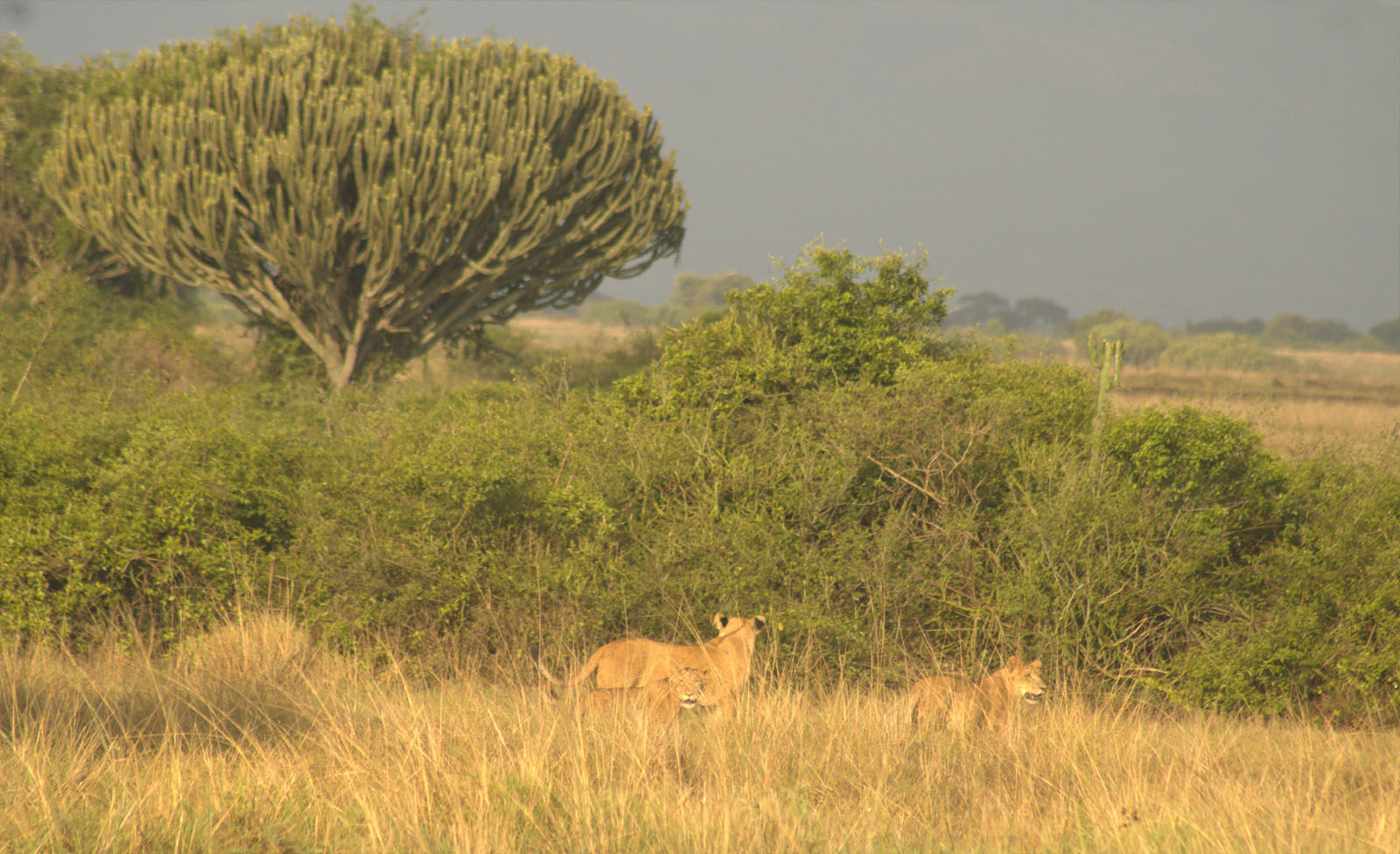 Queen Elizabeth National Park Safari Guide (2026 -2027)