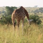 Uganda's Most Iconic National Parks