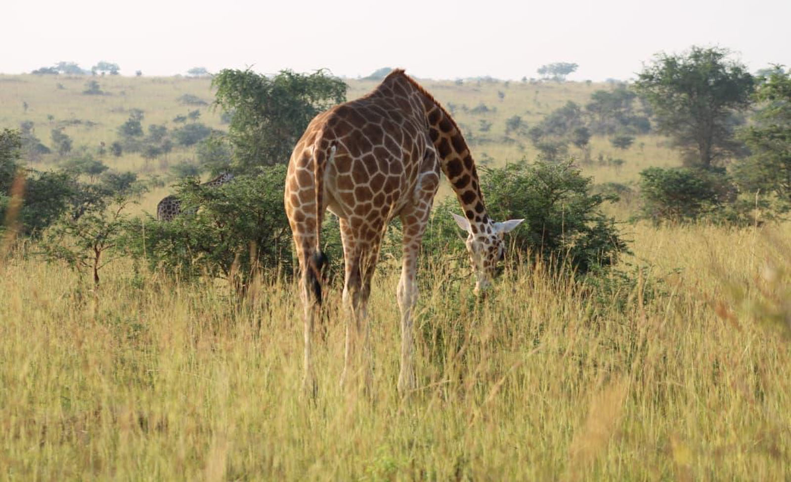 Uganda's Most Iconic National Parks