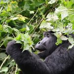 How Are Mountain Gorillas Protected in Uganda and Rwanda?