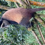 Golden Monkey Trekking Uganda vs Rwanda
