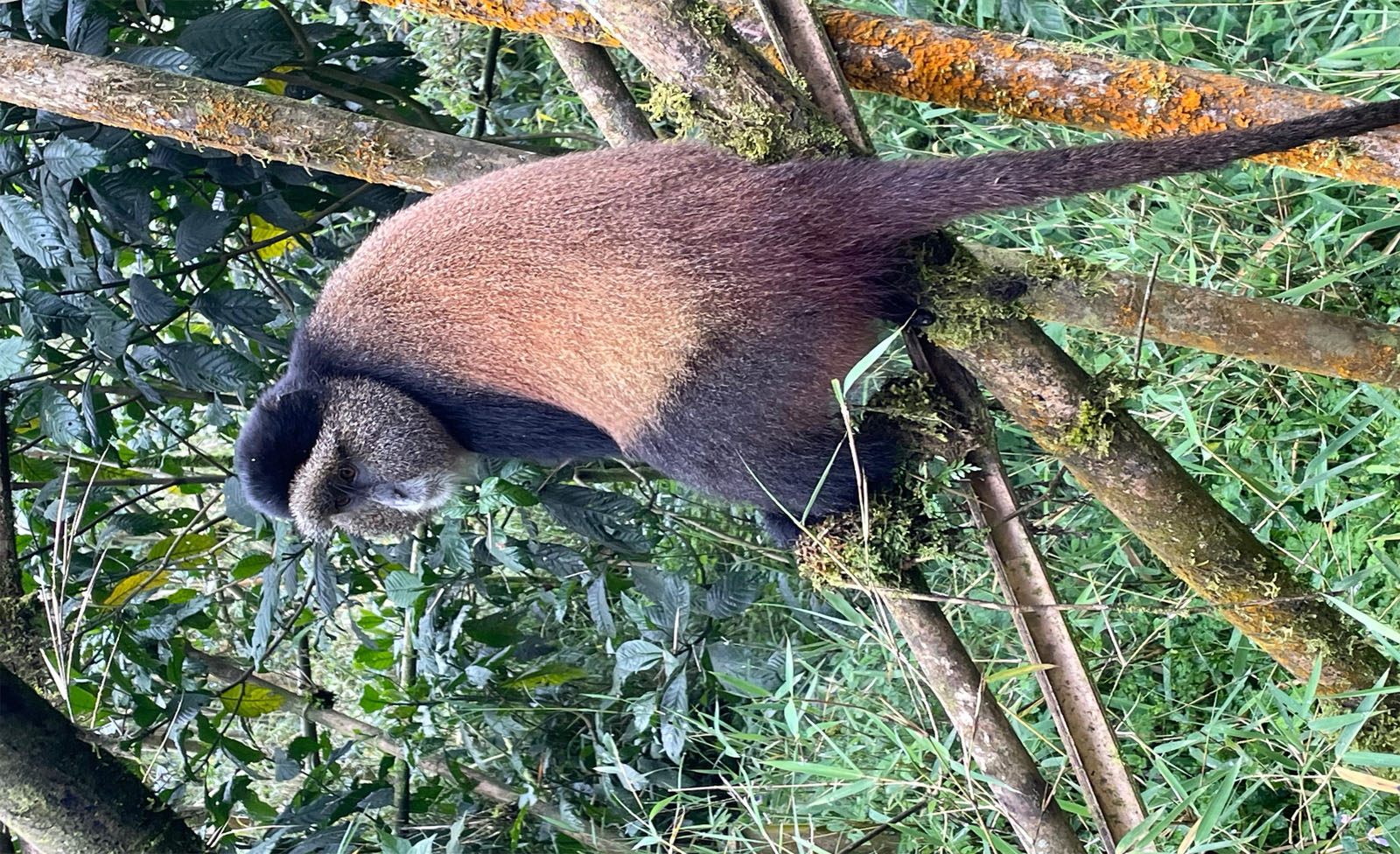 Golden Monkey Trekking Uganda vs Rwanda